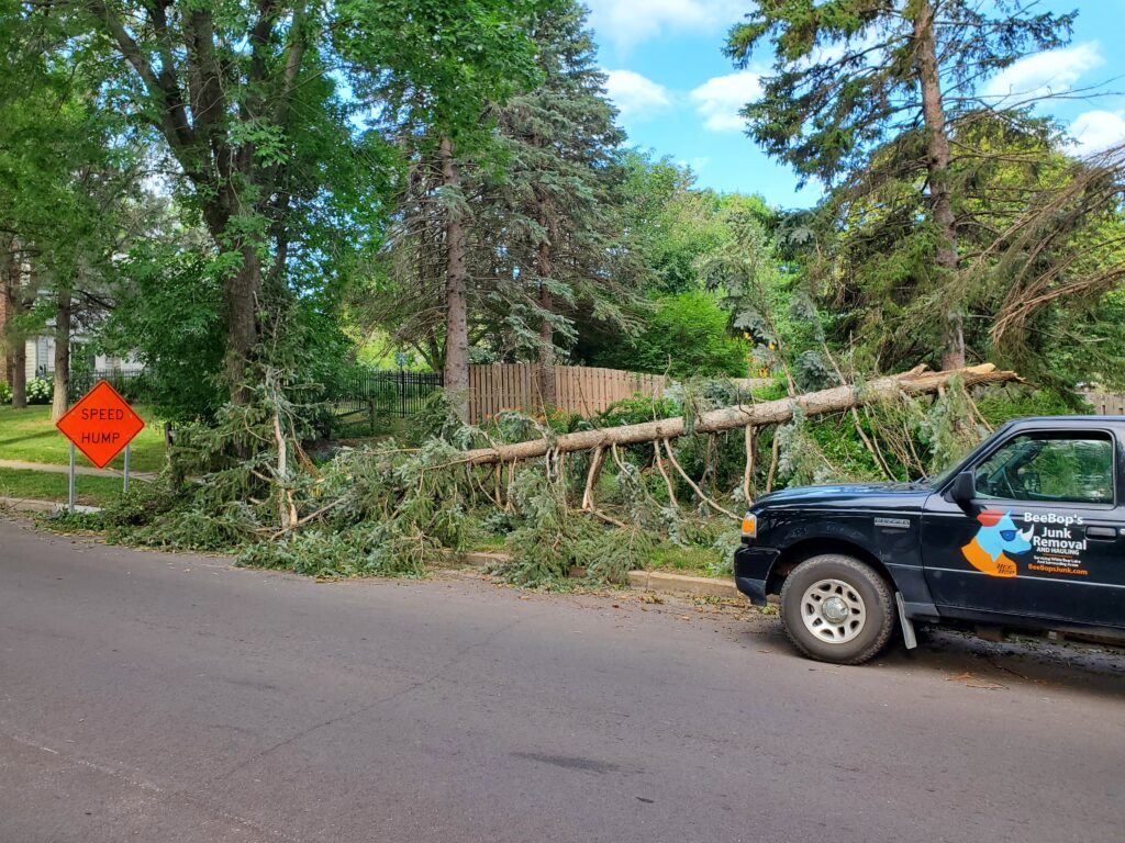 Tree Removal Before